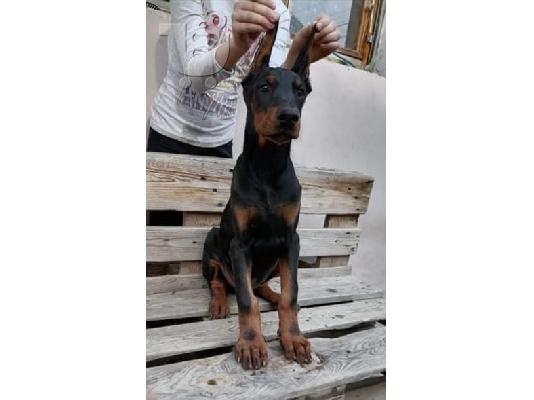 Doberman